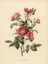Bengal Florida rose, Rosa chinensis (Rosa bengalensis) swed